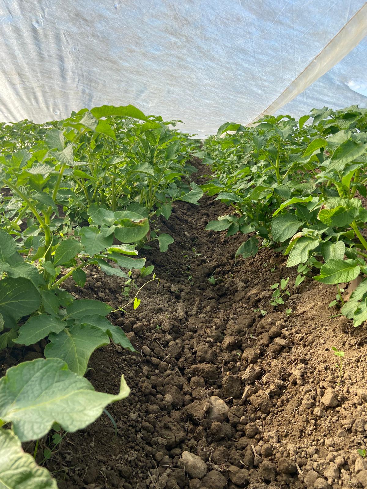 Felder des Biohof Drexler im Winter