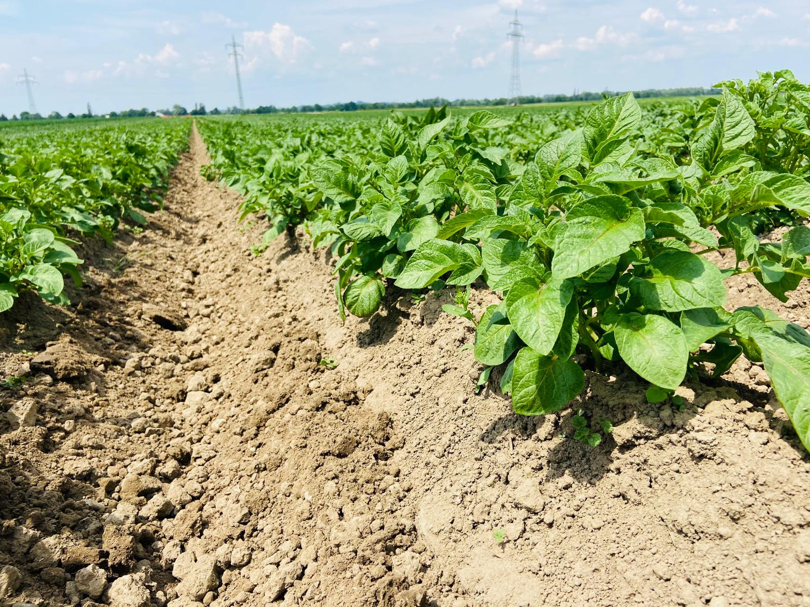 Felder rund um Berglern