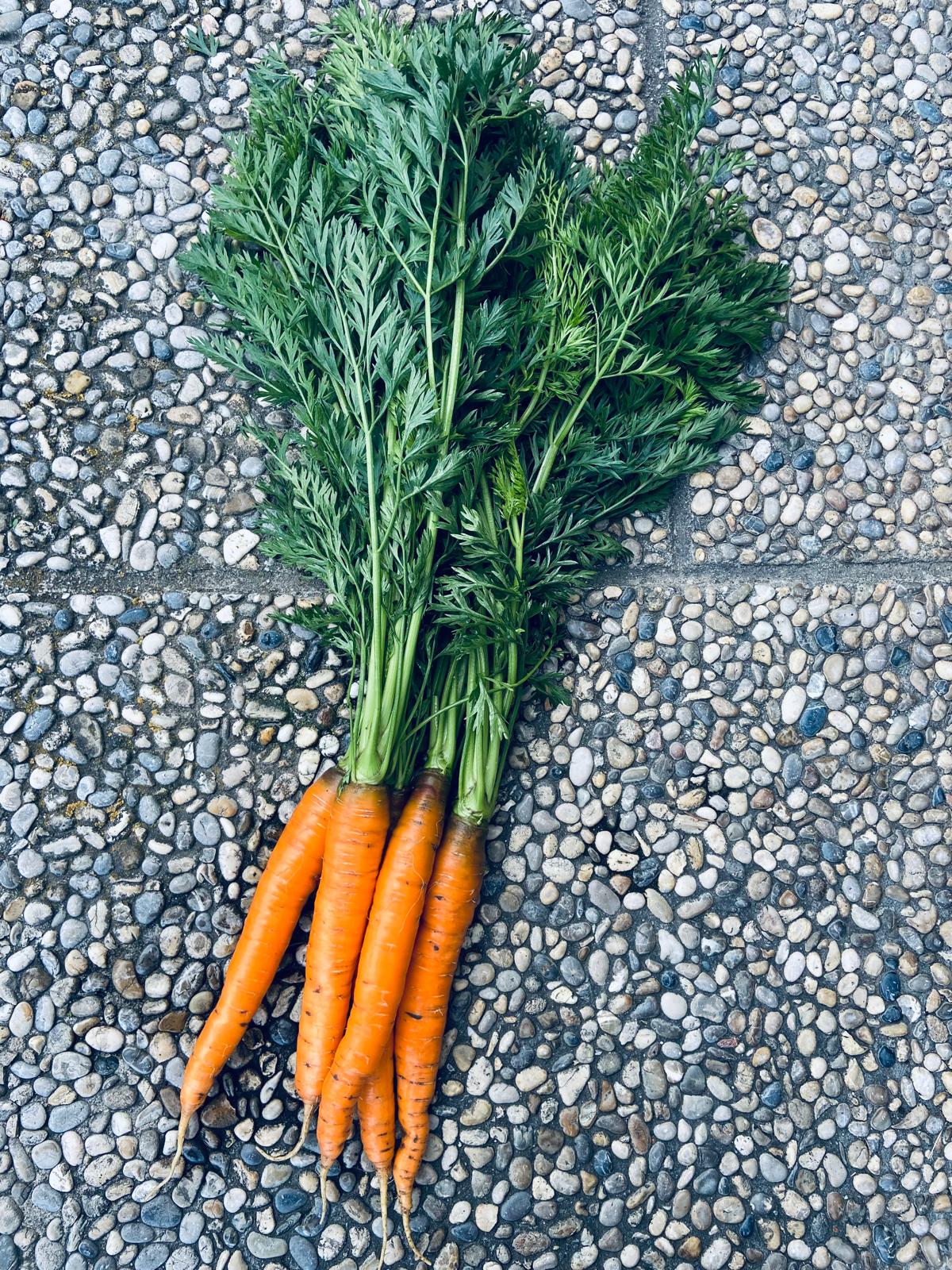 Karotten vom Biohof Drexler