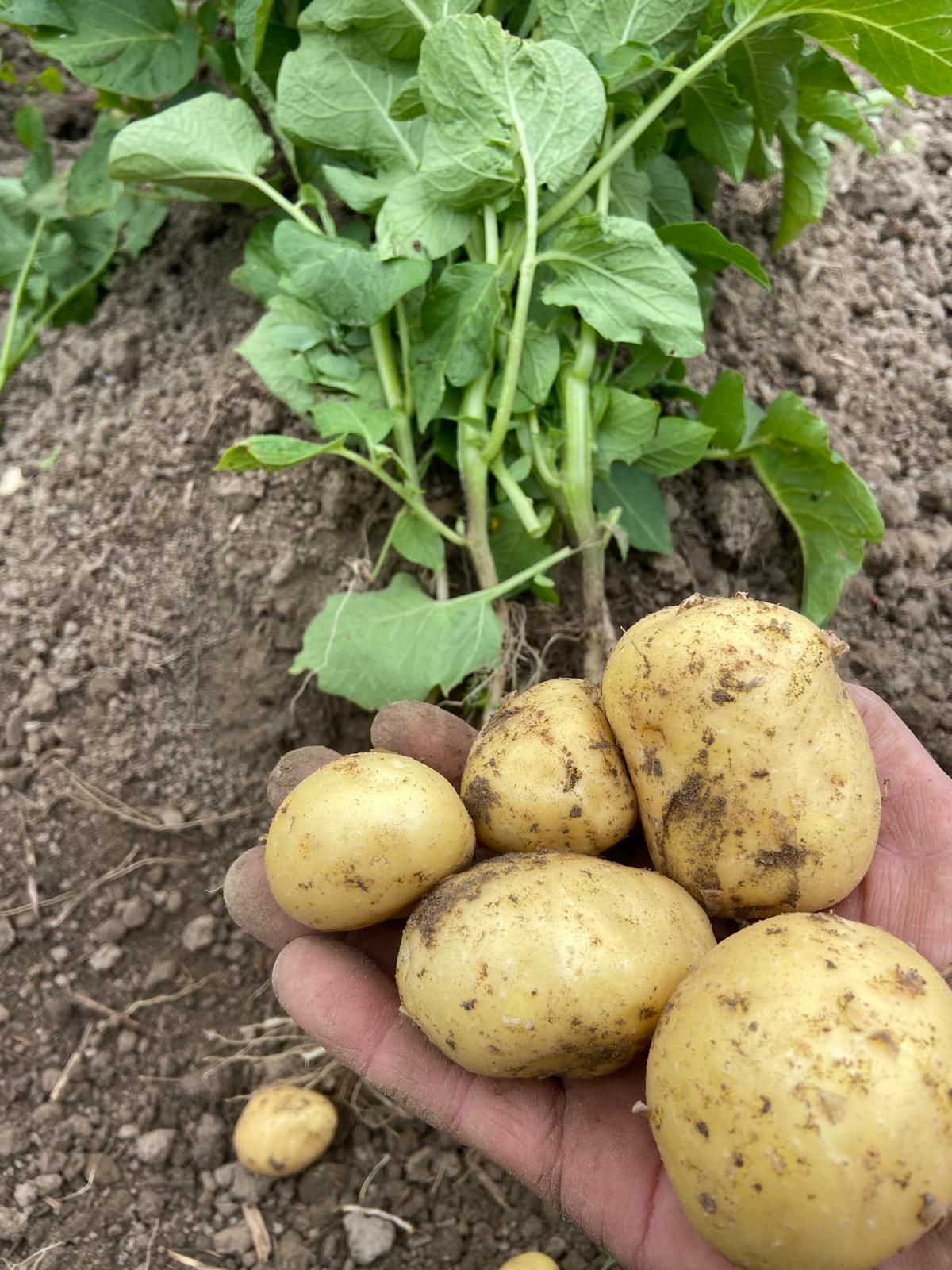 Kartoffeln aus eigenem Anbau