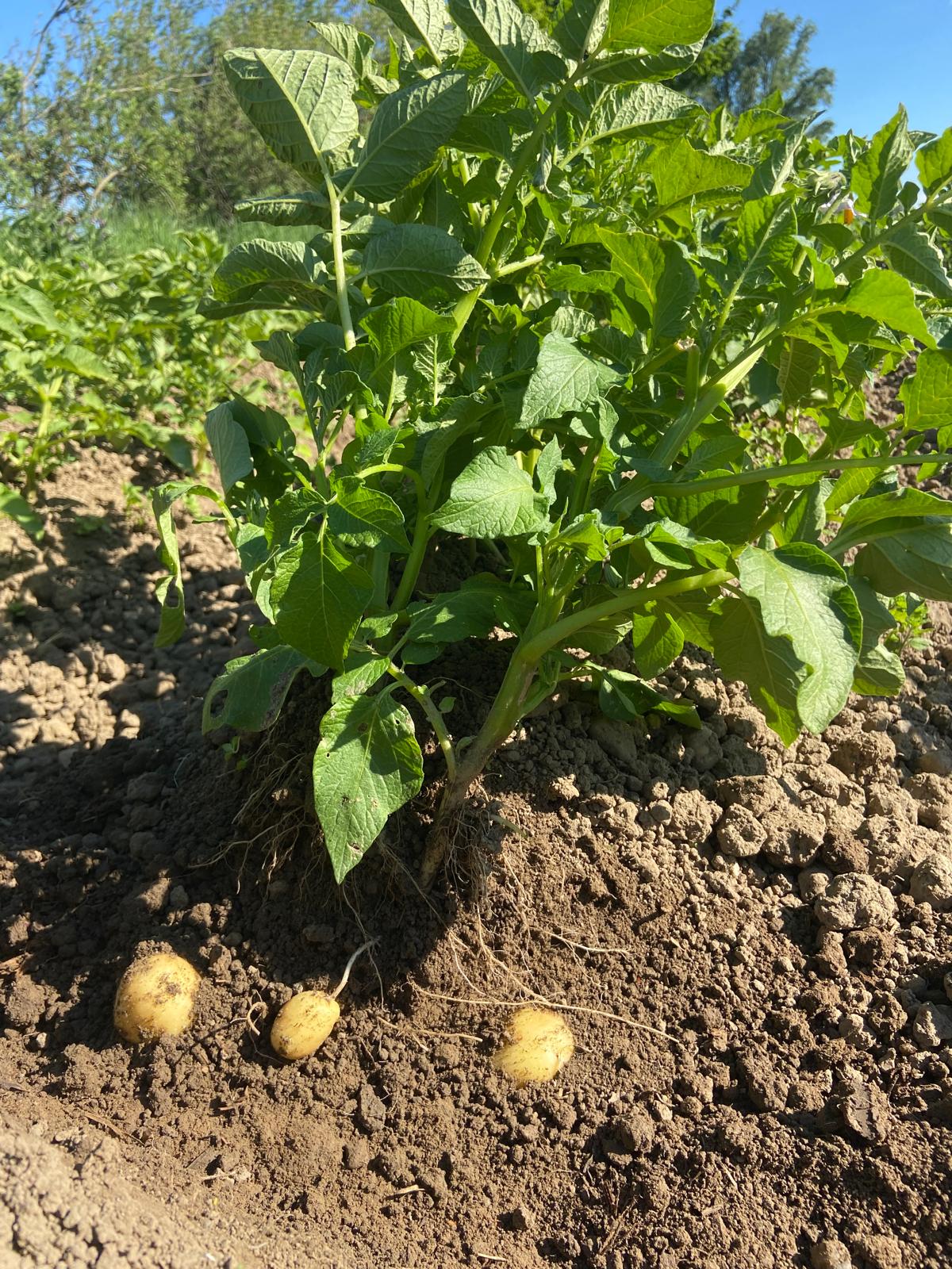Kartoffeln auf dem Feld, Biohof Drexler