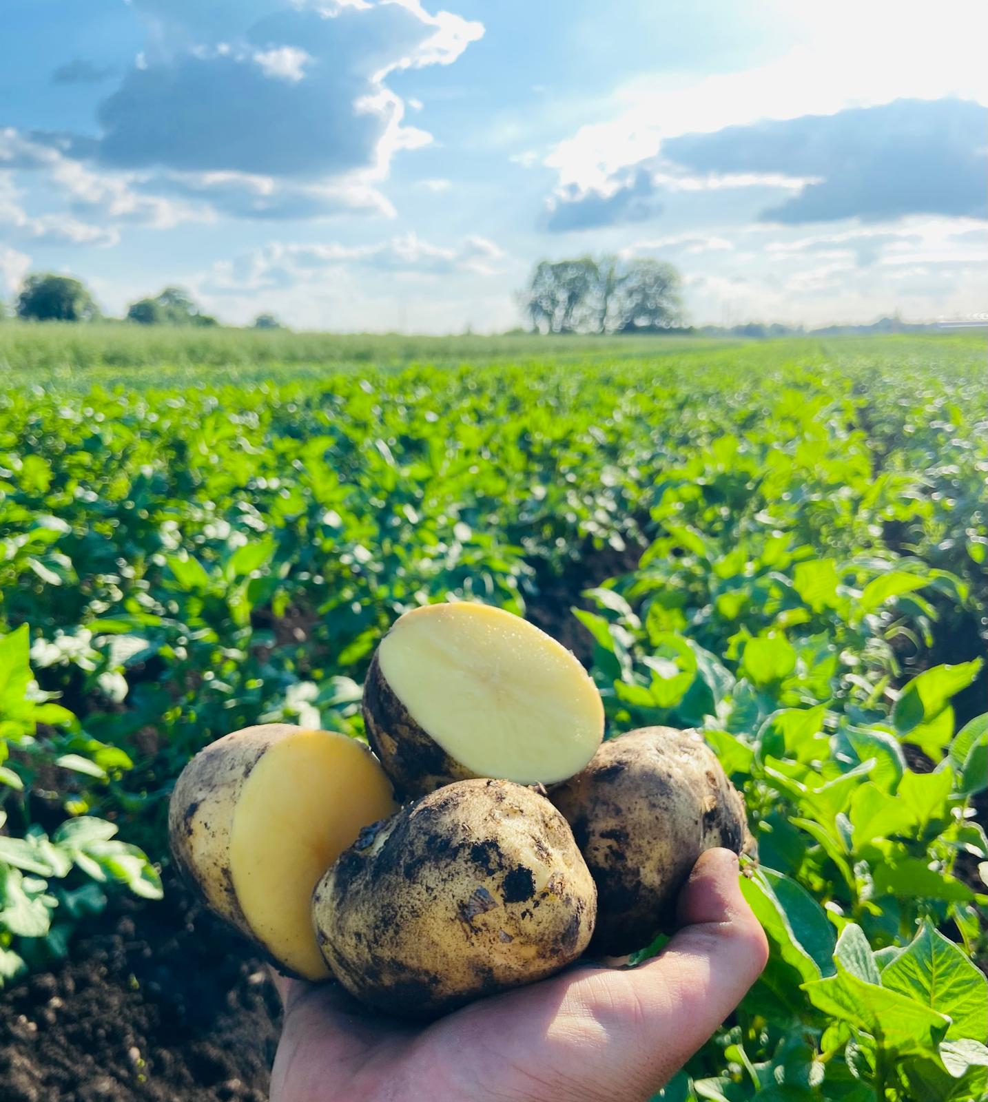 Kartoffeln aus eigenem Anbau, Biohof Drexler