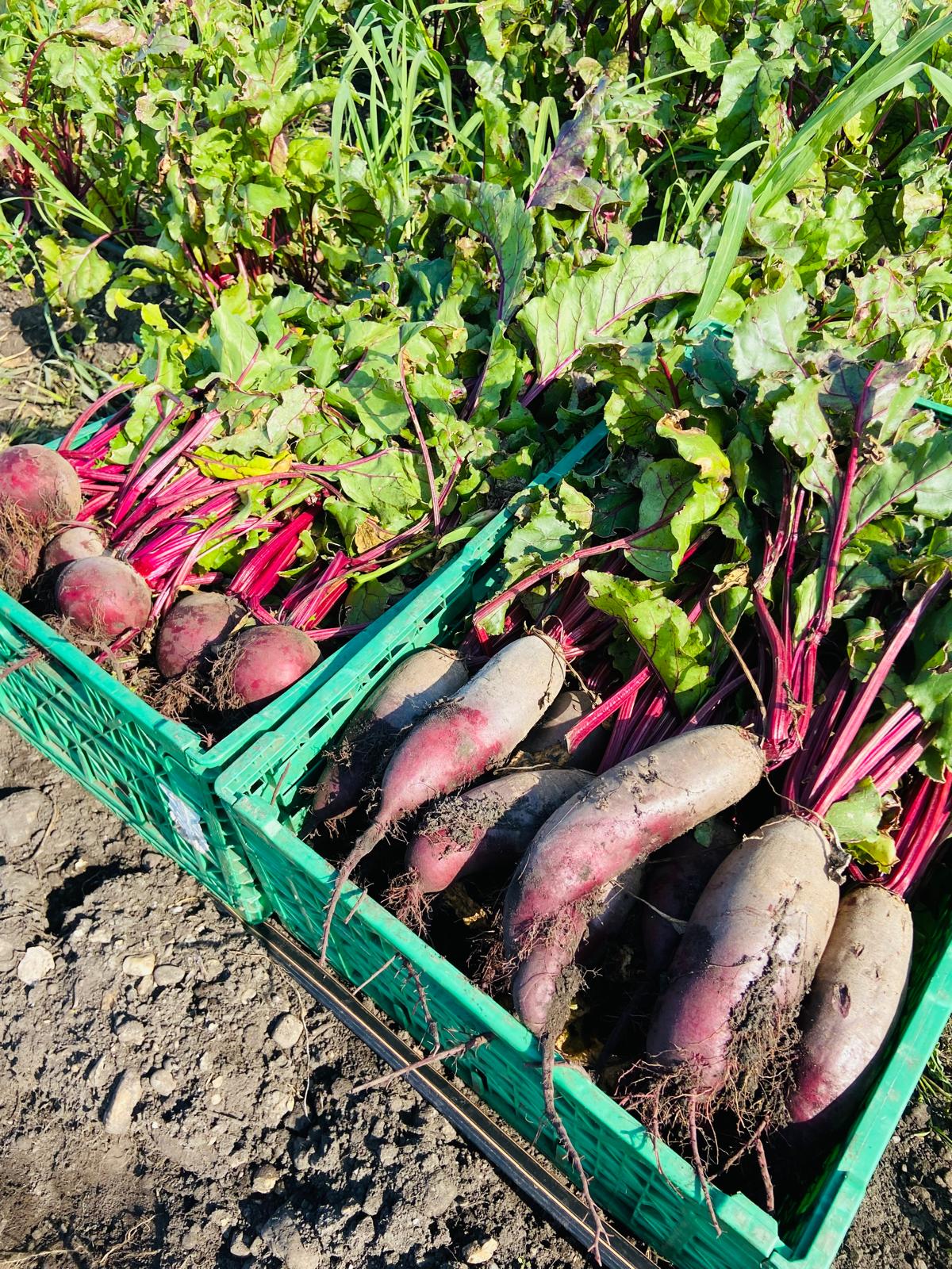 Saisonales Gemüse aus dem Hofladen Drexler