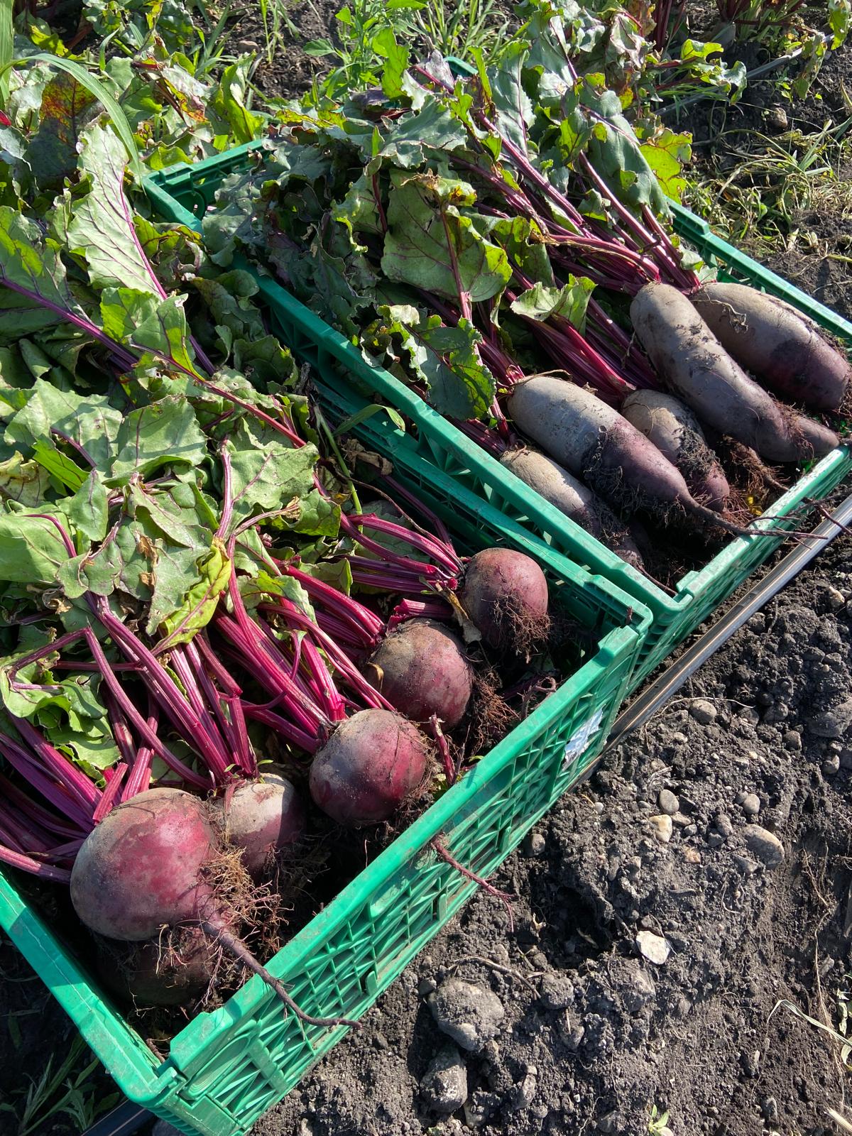 Rote Bete auf dem Feld