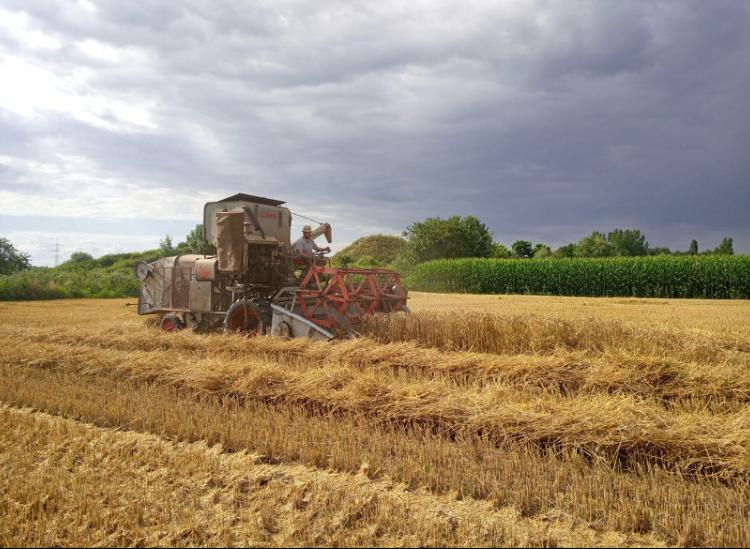 Ernte auf dem Biohof Drexler