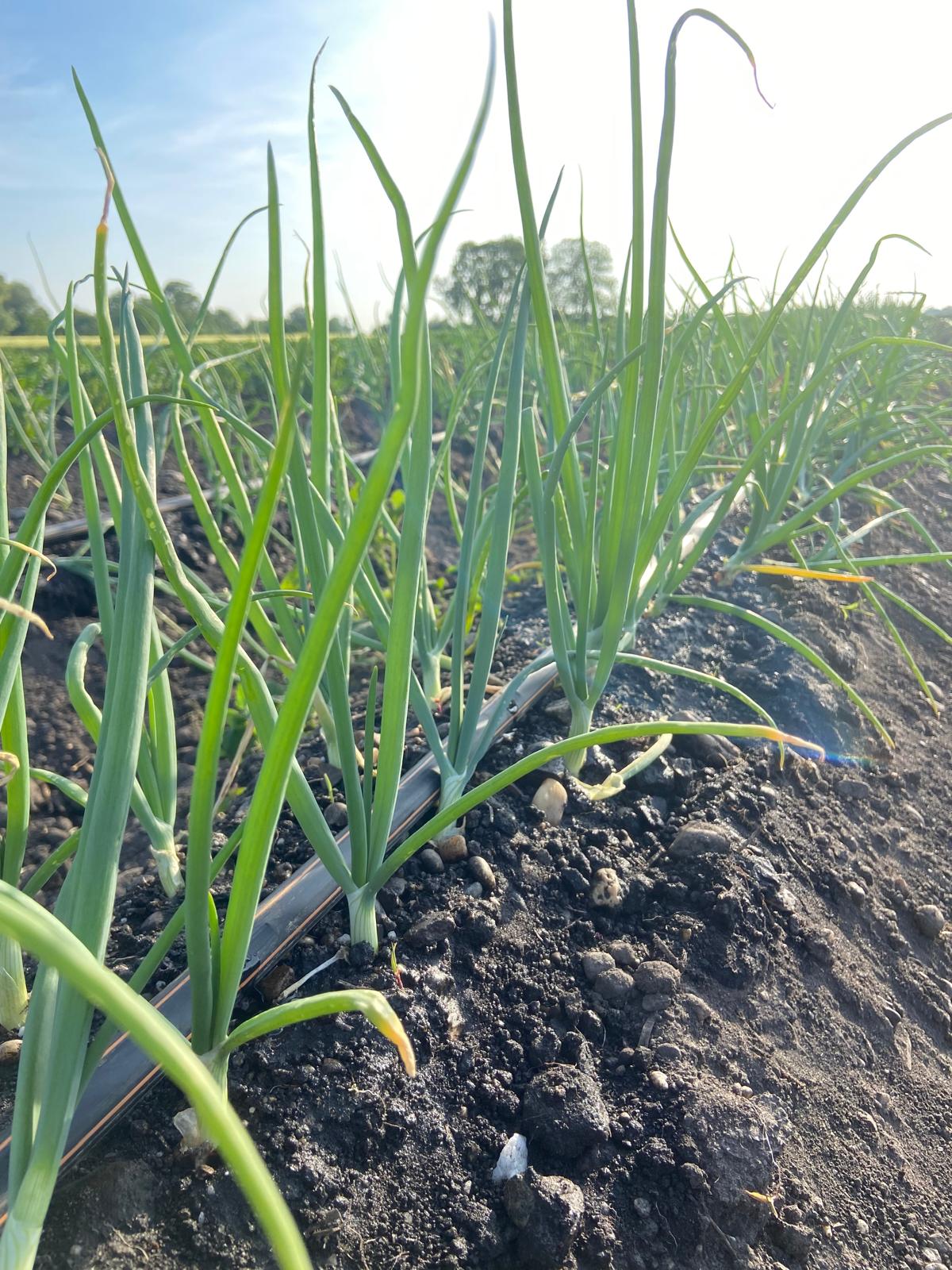Zwiebeln auf dem Feld