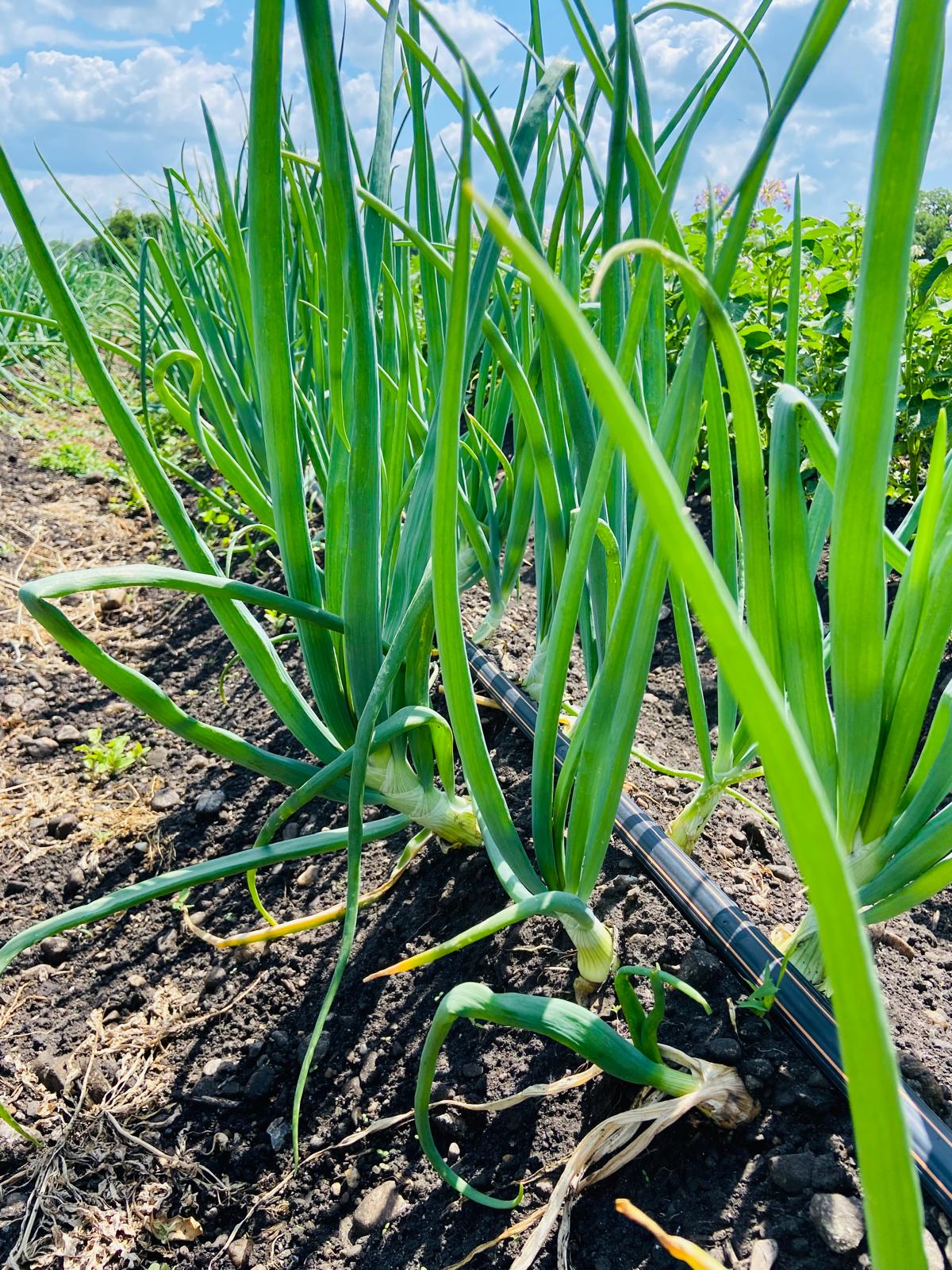 Zwiebeln auf dem Feld