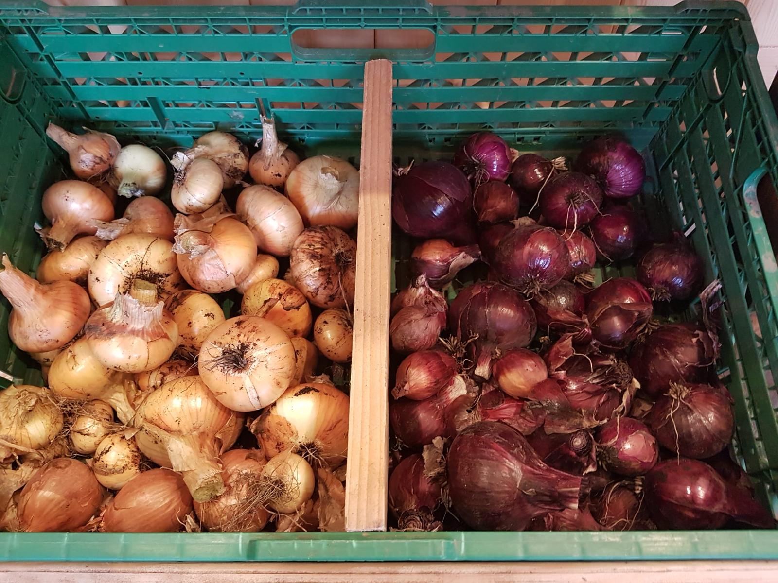 Zwiebeln vom Biohof Drexler